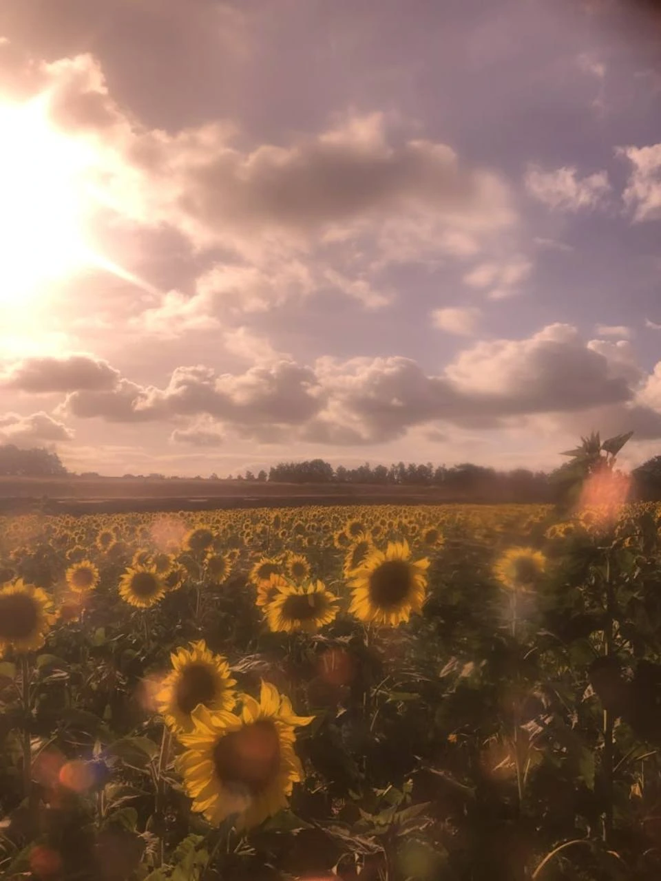 Campo de girasoles bajo un cielo de nubes rosadas